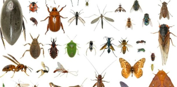  Explain The Theory Of Entomology Flashcards